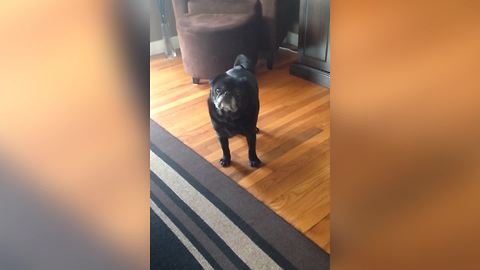 Cute Pug Gets Incredibly Excited For Bath Time