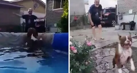 Swimming dog gets super excited seeing dad after two weeks apart #shorts