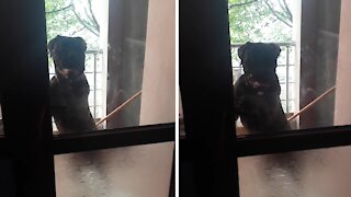 Impatient Pup Hilariously Rings Doorbell To Come Inside