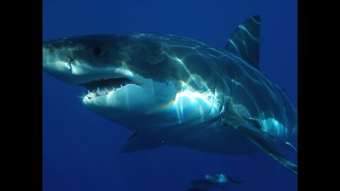 Deadliest sharks attack record