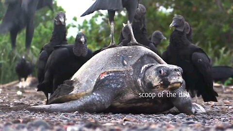 Black vultures harassing turtles From Entering The Sea