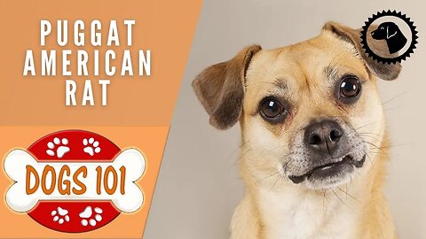 Dogs 101-PUGGAT AMERICAN RAT-Top Dog Facts about the PUGGAT AMERICAN RAT|DOG BREEDS🐶#BrooklynsCorner