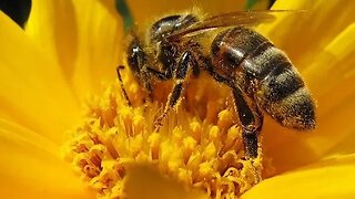 🔑👁️Avances Desvelando Secretos: El Fascinante Mundo de las Abejas 🍯🐝