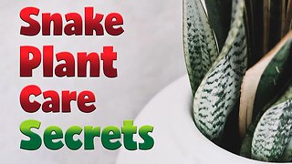 Snake Plant Care Secrets | Unlocking the Art of Thriving Indoor Greenery!