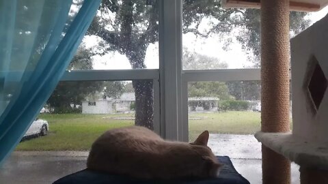 Cat Naps as Hurricane Ian Approaches