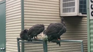 3 month old guinea fowl keets