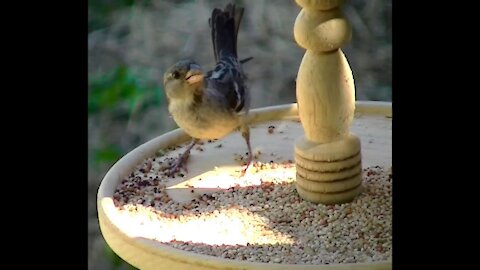 IECV NV #132 - 👀 Crow & House Sparrows Taking Off 11-29-2015