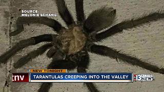 Tarantulas popping up in Las Vegas due to mating season