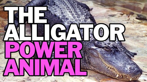 The Alligator Power Animal