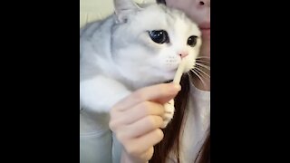 Hungry Kitty Is Very Curious As To What Her Owner Is Eating