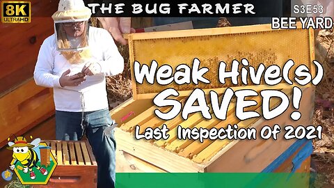 8K UltraHD | Last Beehive Inspection of 2021 - #beekeeping #insects