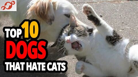 🐕 Worst Dogs For Cats || TOP 10 Dog Breeds That Hate Cats ||