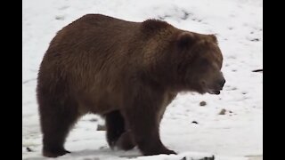 Alaska brown bear runs for president of zoo