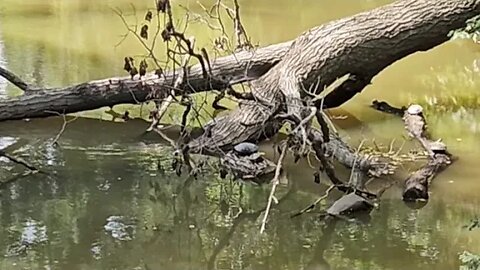 Wildlife around the Farm 🚜 series, Four Turtles 🐢🐢🐢🐢 at Mud Creek