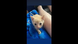 Kitten head scared