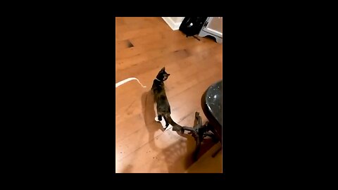 funny Cat and Dog reaction #funnyvideo #funrection #viralvideo
