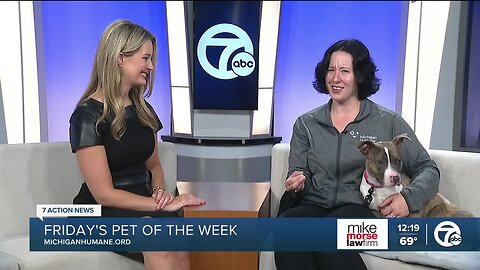 Michigan Humane Pet of the Week: Anna