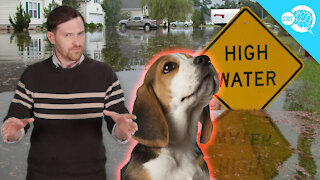 BrainStuff: Can Animals Predict Natural Disasters?