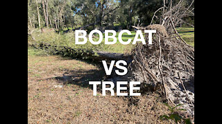 BOBCAT VS TREE