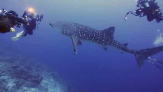 Fearless whale shark approaches scuba divers