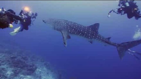 Fearless whale shark approaches scuba divers