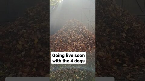 Giant Leaf Pile For The Dogs #shorts #livestream