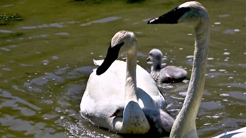 Baby swan gets head comically stuck in mother's neck