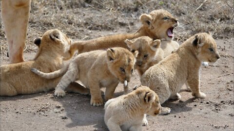 ADORABLE! Group of baby lions enjoying their first trip.