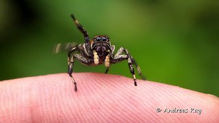 Cute little Jumping spider from Ecuador