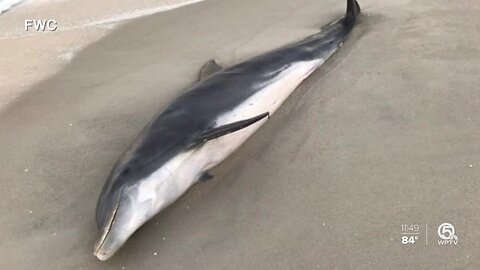 FWC looking for people responsible for shooting Dolphins