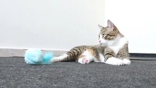 Cat Guards His Fluffy Toy