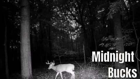 UNRELEASED Whitetail Trail Cam Footage