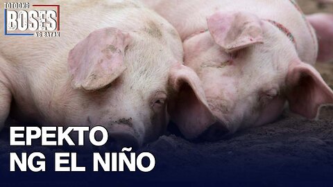 DA: Pinsalang dulot ng El Nino sa livestock industry, pumalo na sa higit P10-M
