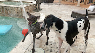 Funny Great Dane and Pointer Love Playing With Water Fountains