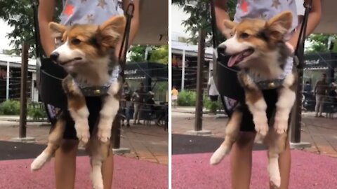 Adorable puppy really enjoys swing at the playground