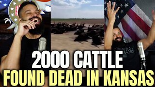 2000 Cattle Found Dead In Kansas
