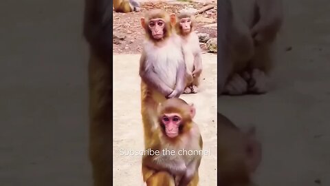 Monkey meeting #entertainment