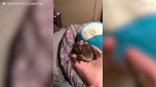 Un grenouille tente d'avaler l'auriculaire de sa propriétaire