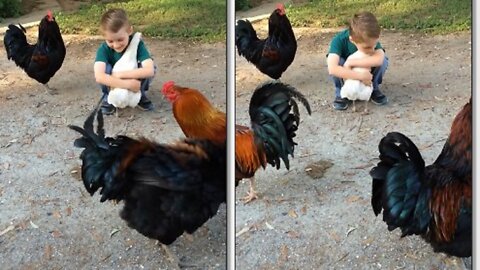 Cute chicken loves its owner very much in uk amazing