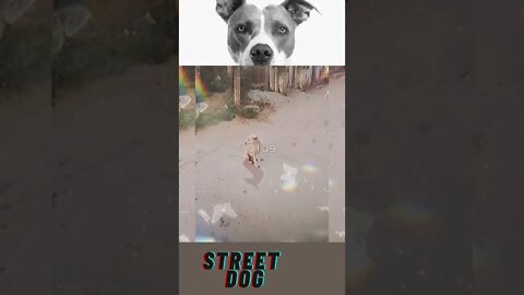 Street dog video,#shorts#,#cute dog#,#street dog#,#animal love#