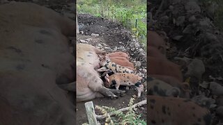 Life on the farm #farmlife #piglets #cutepiglets #homestead #bacon