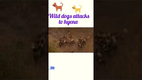 Wild dogs attacks to hyena ©#shorts #shortsfeed #youtubeshorts