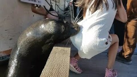 Sea Lion Drags a young girl into the water