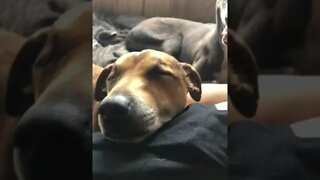 Cute sleeping dog