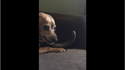 Growling Chihuahua furiously defends his precious bone