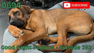 [0694] GOOD NIGHT PUPPIES - EPISODE 262 [#dogs #doggos #doggies #puppies #dogdaycare]