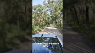 Safari in Kylie's Beach NSW