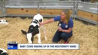 Calf at the Erie County Fair