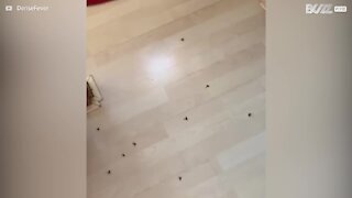 Owners return home to find it overrun by wasps