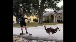 Husky pulling a longboard